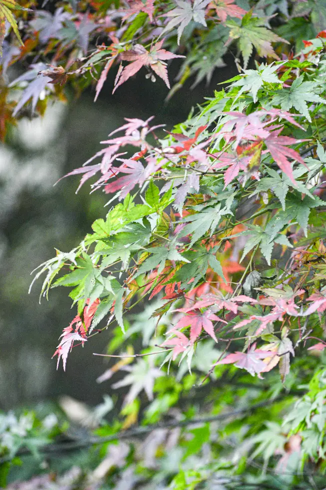 秋色ニットで紅葉拾い🍁in 高尾山の画像_7