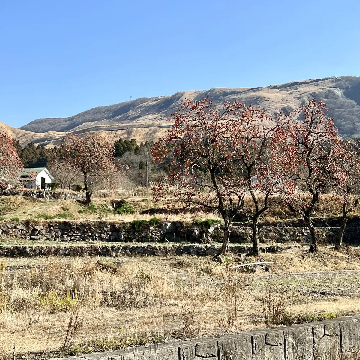 由布院「観光辻馬車」、由布院の景色
