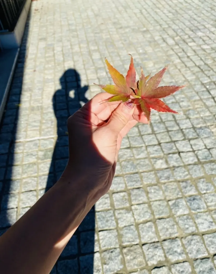 小さい秋　見つけた！の画像_2