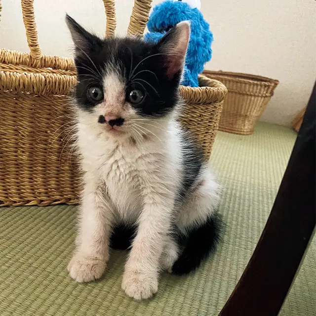 保護 されたばかりで若林家に引き取られた。まだ生後 1カ月ぐらいの小さな体で、膀胱炎やダニの治療 を経て、今はすくすくと育っている