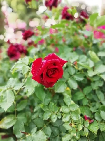 これはいかにも見慣れた形の薔薇です