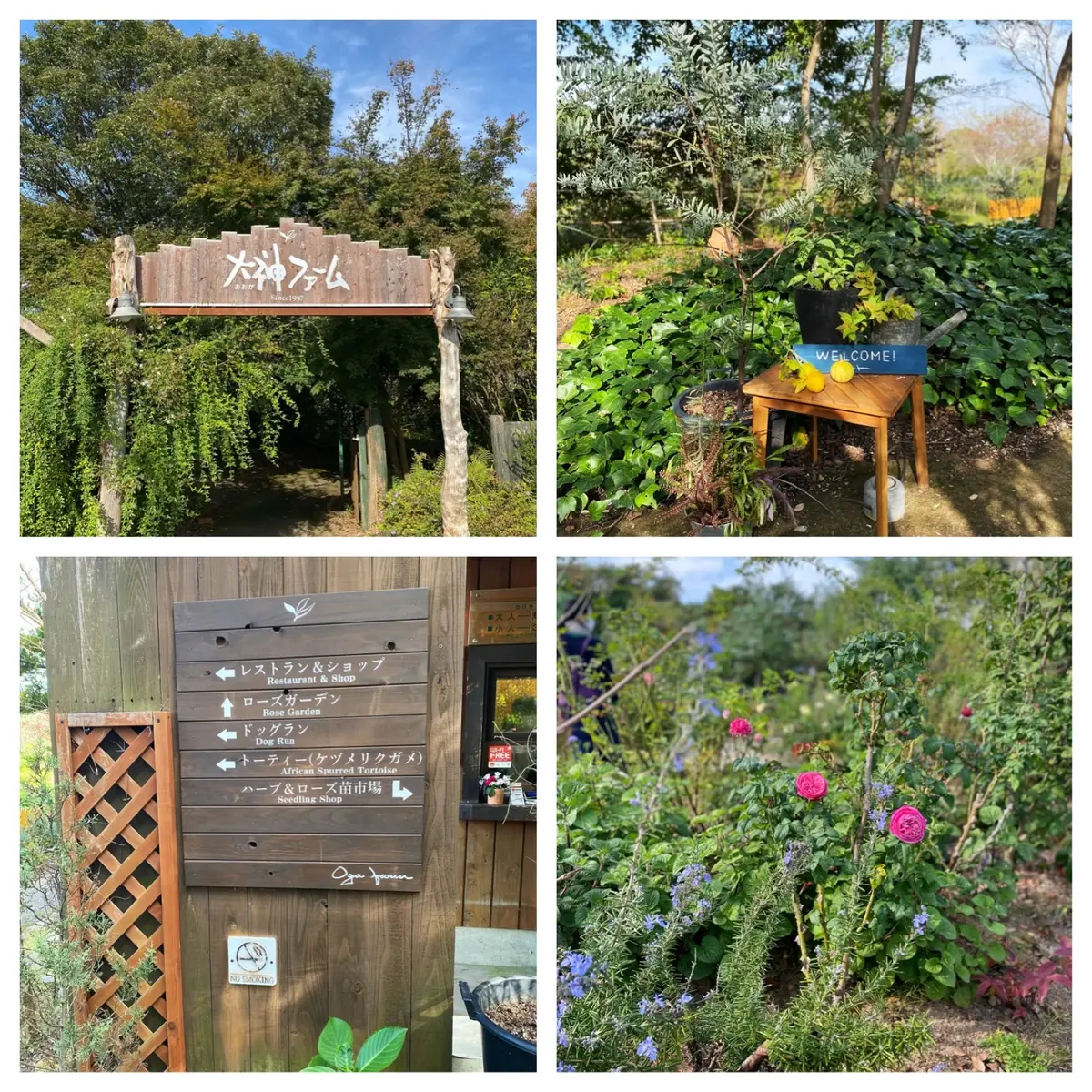 九州旅行　〜別府・美しい大神ファーム〜の画像_1
