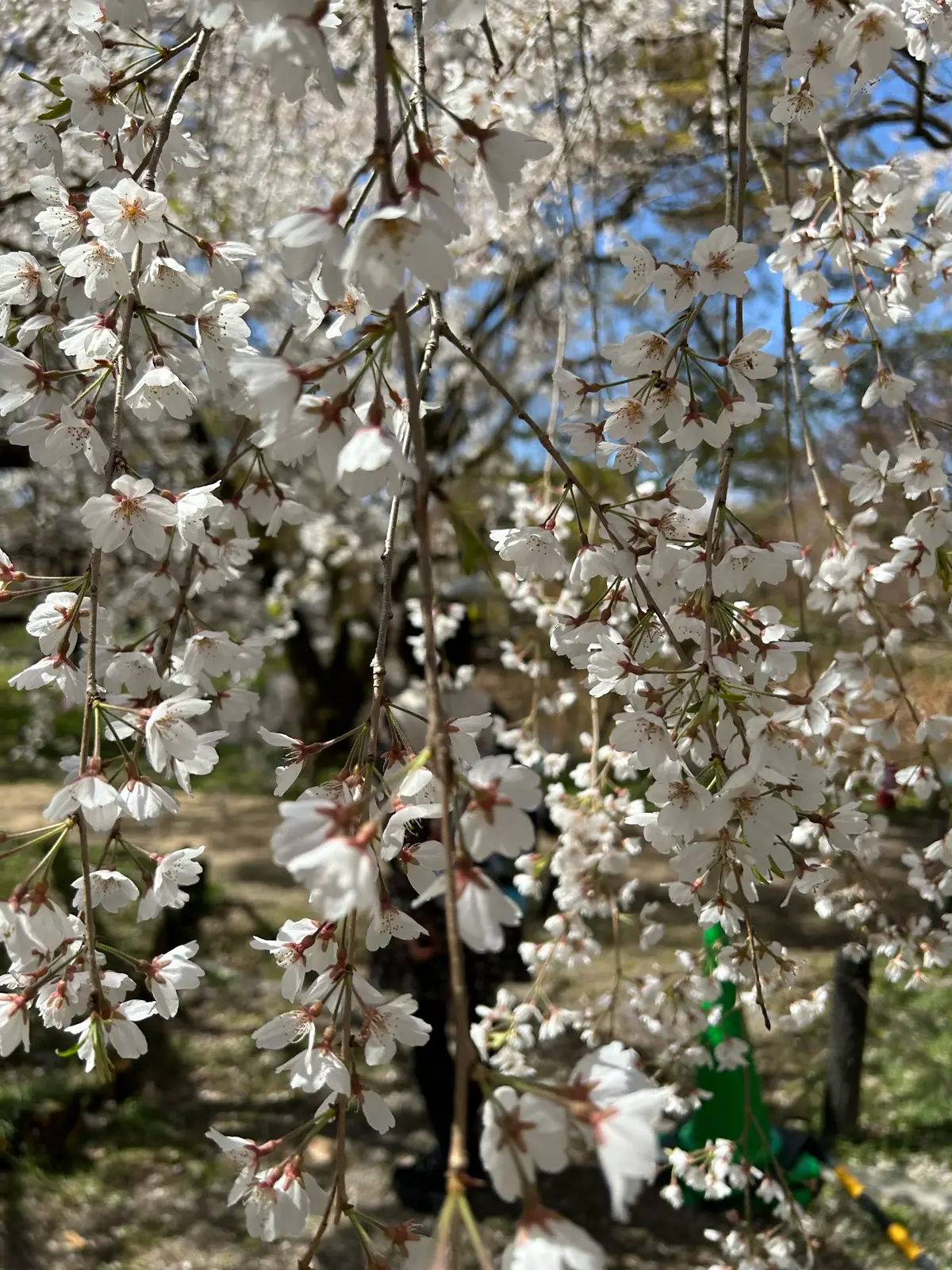 京都府立植物園