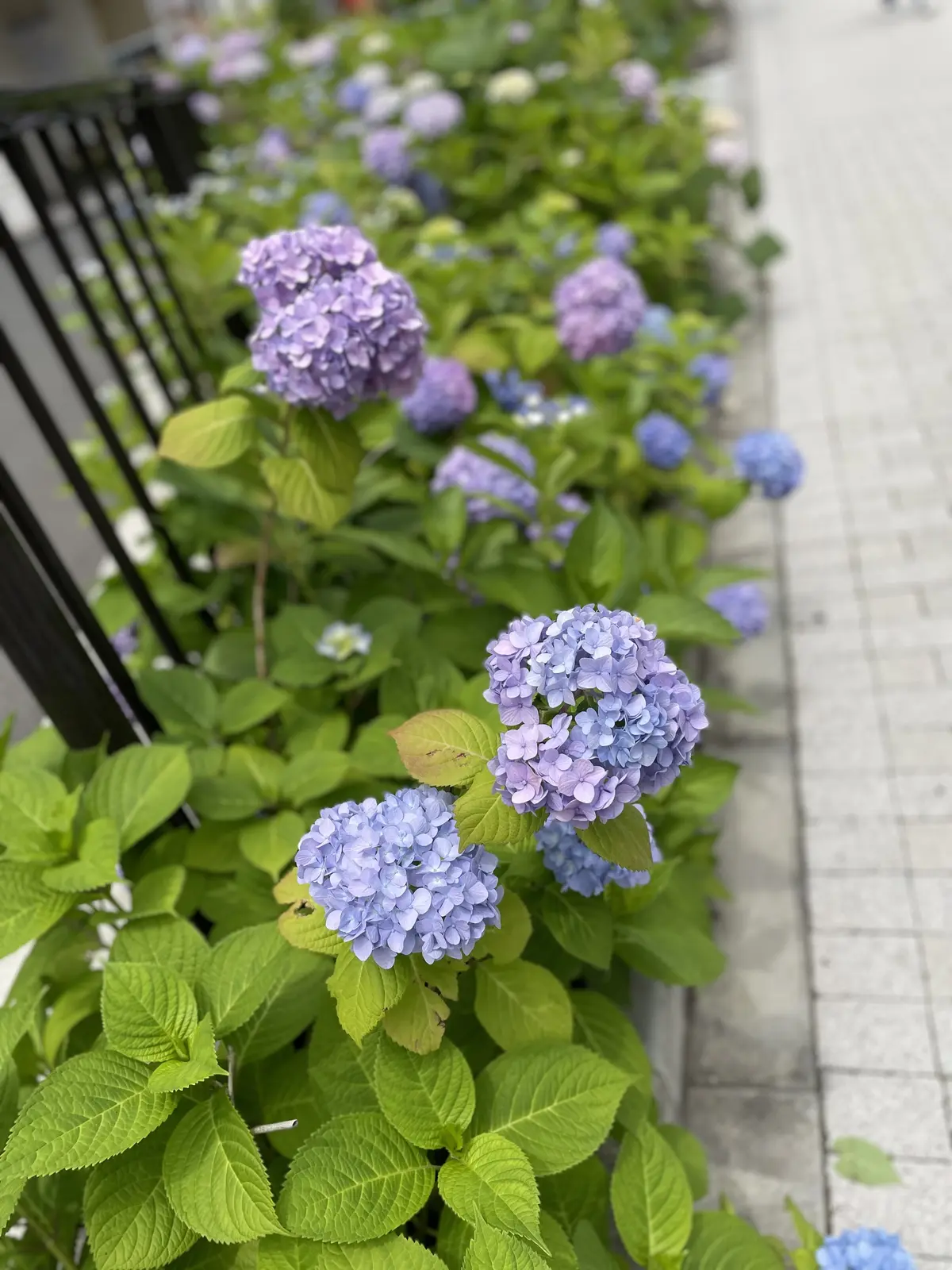 5月の銀座♡ストライプ柄リネンティアードの画像_1