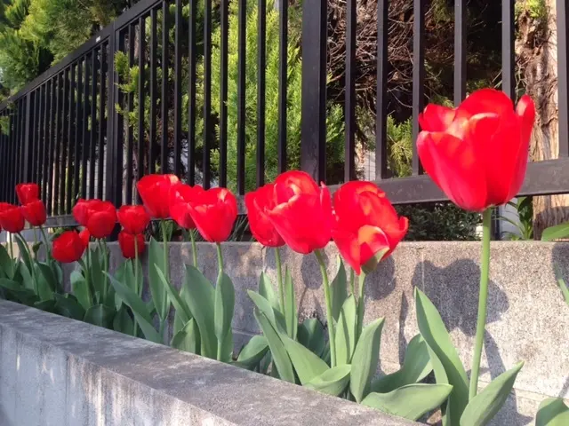 「季節を感じる」歩いてみて..飾ってみての画像_1