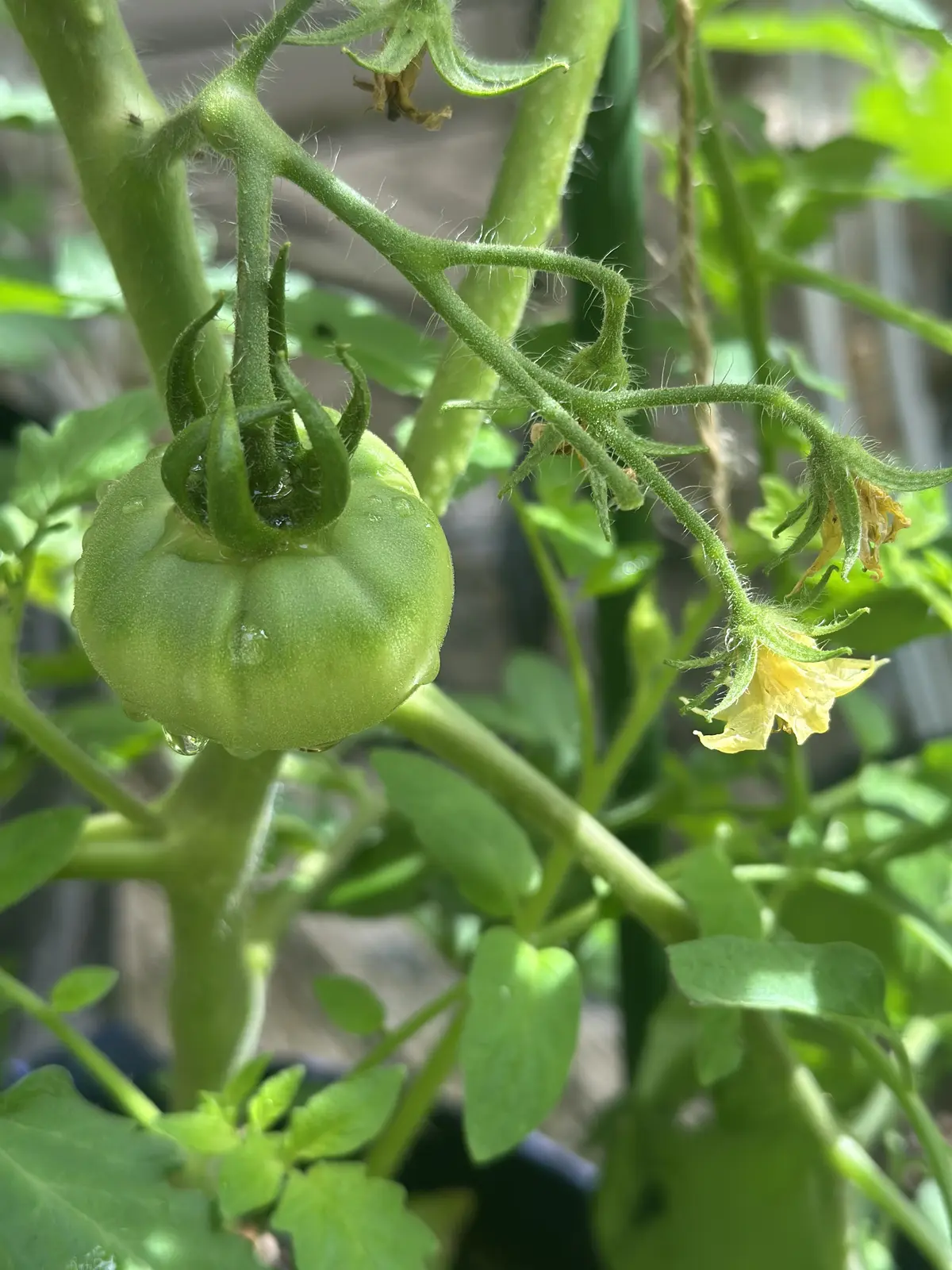 我が家のルーツポーチガーデンの画像_4