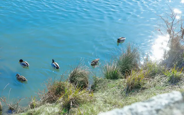 “鴨川の流れとお茶”の、 心地よい休息