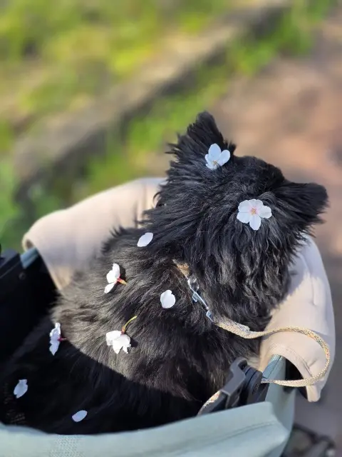 近所でお花見の画像_2