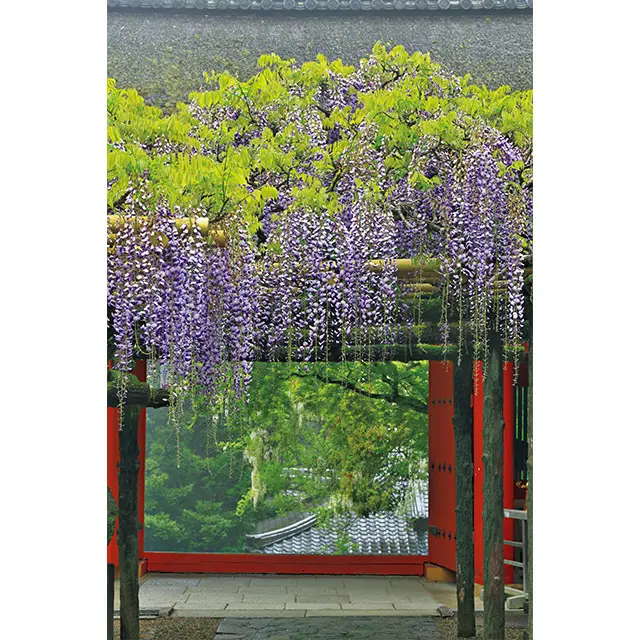 藤の銘木中の銘木といわれる「砂ずりの藤」