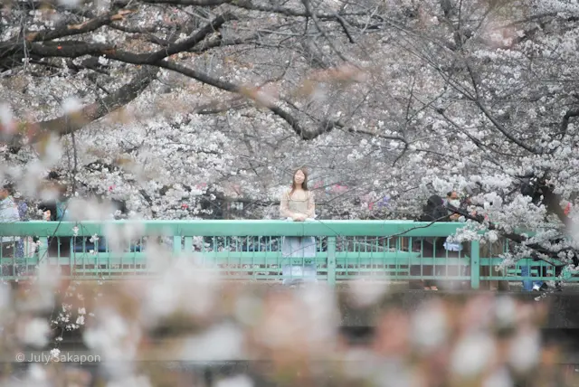 【さかぽんギャラリー】中目黒☆目黒川の桜の画像_6