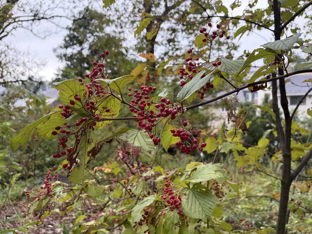 白州次郎・正子夫妻が暮らした武相荘で、心の画像_14