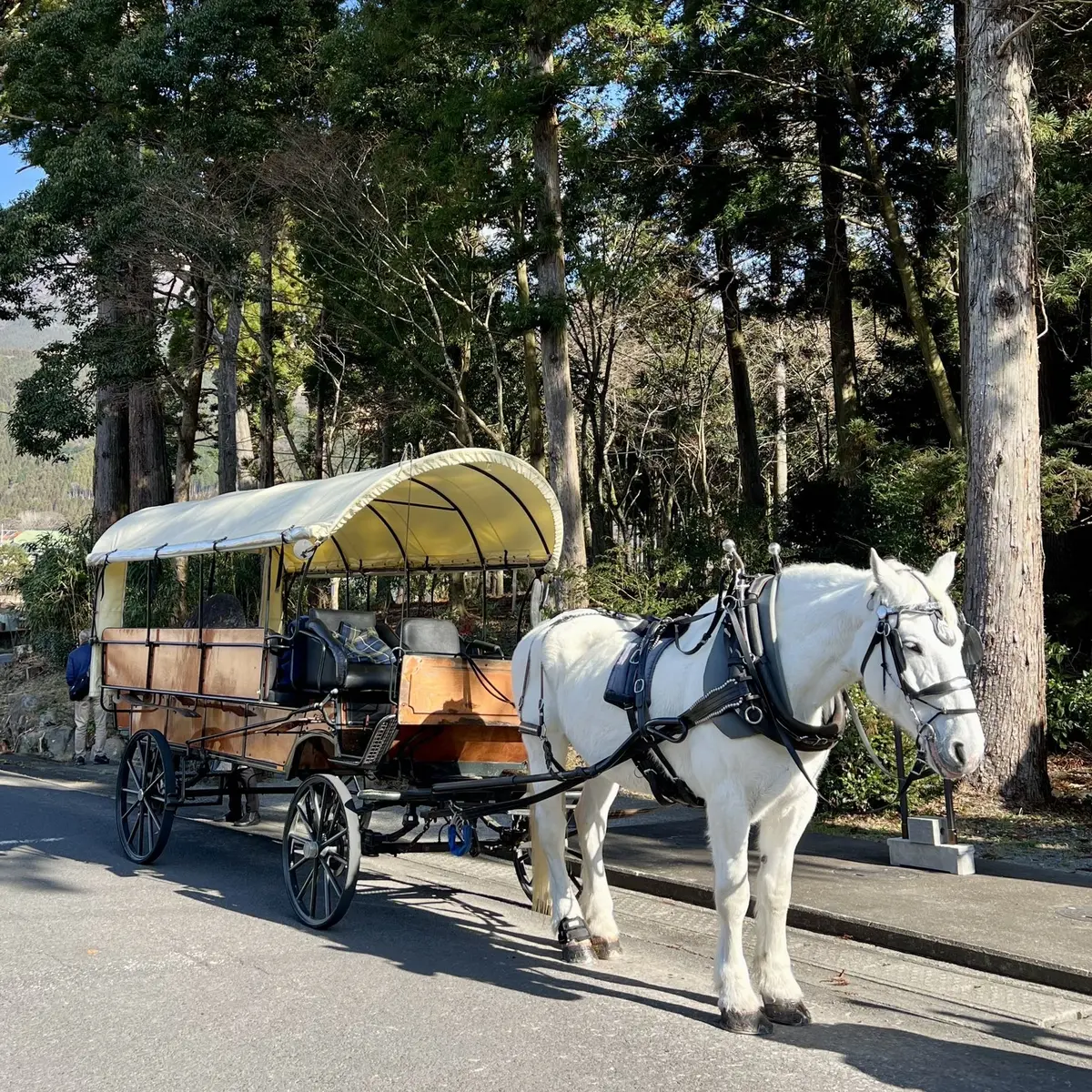 由布院「観光辻馬車」、白馬