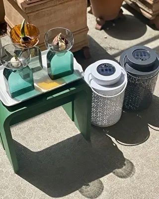 日中は太陽の光を浴びさせて