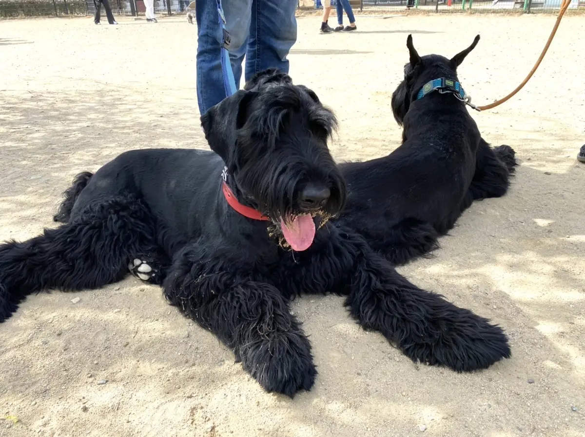 神戸フルーツフラワーパークのドッグランへの画像_4