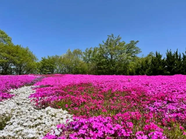 青い空、木々の緑、ピンクの芝桜が美しい