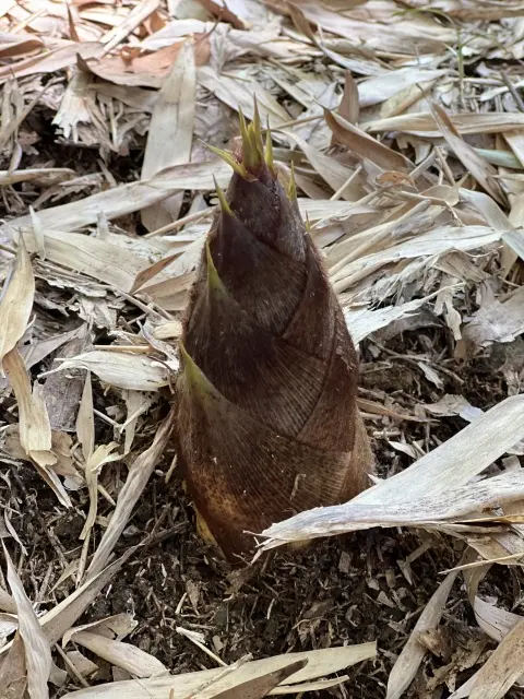 旬の恵みを求めて（G.Wパート1）の画像_7