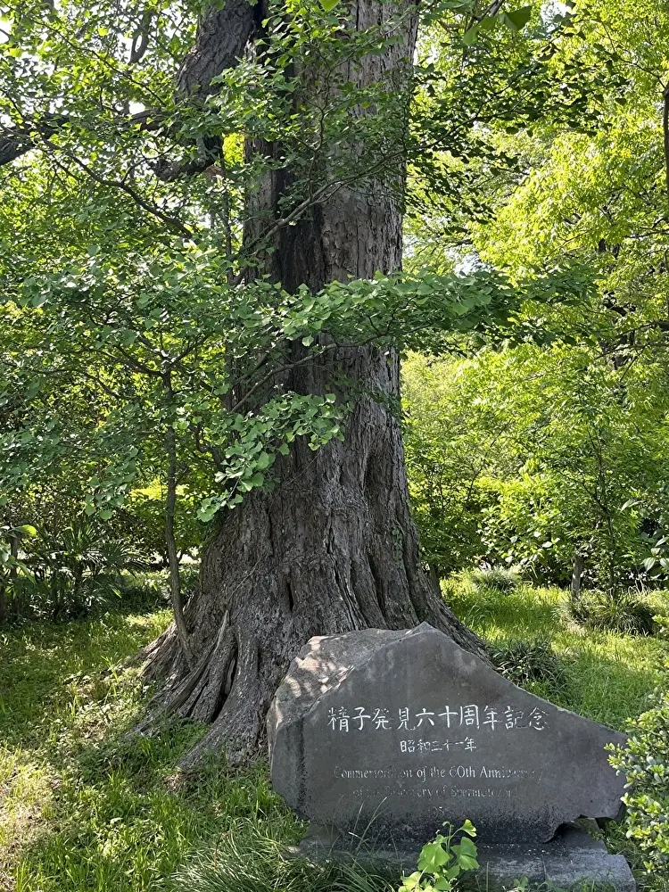 新緑の小石川植物園への画像_13