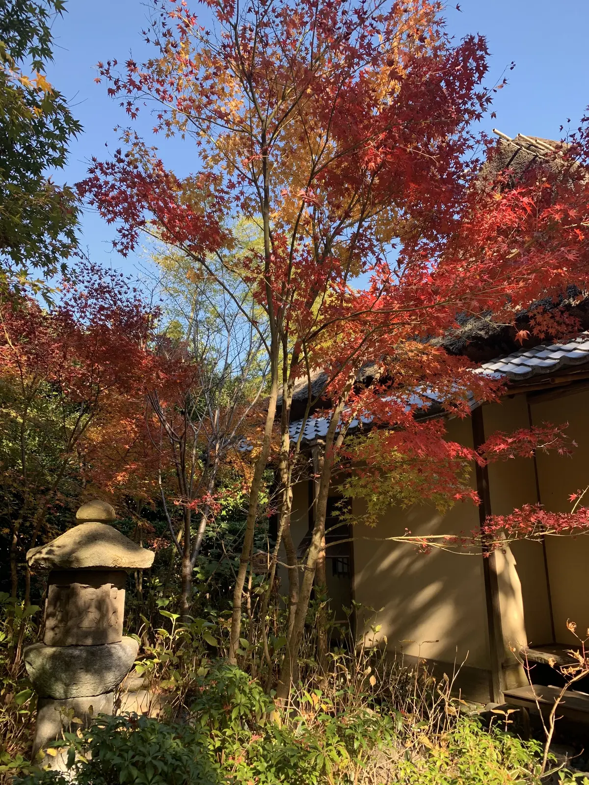 一条恵観山荘　紅葉