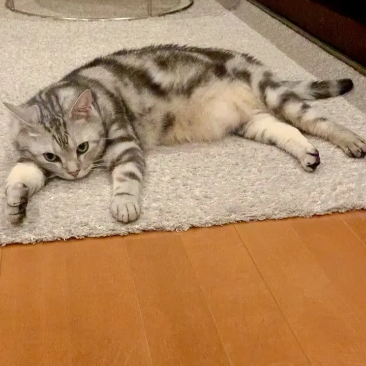 顔？おてて？おなか？の画像_1