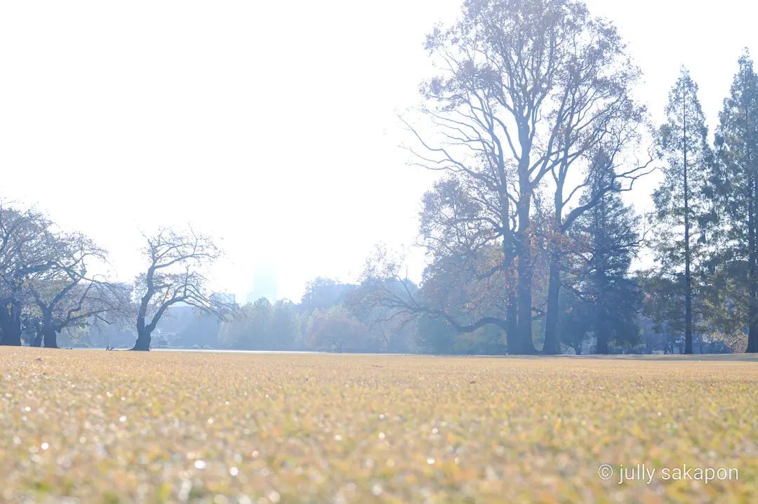 【さかぽんの冒険】プラタナス並木で ほっの画像_14