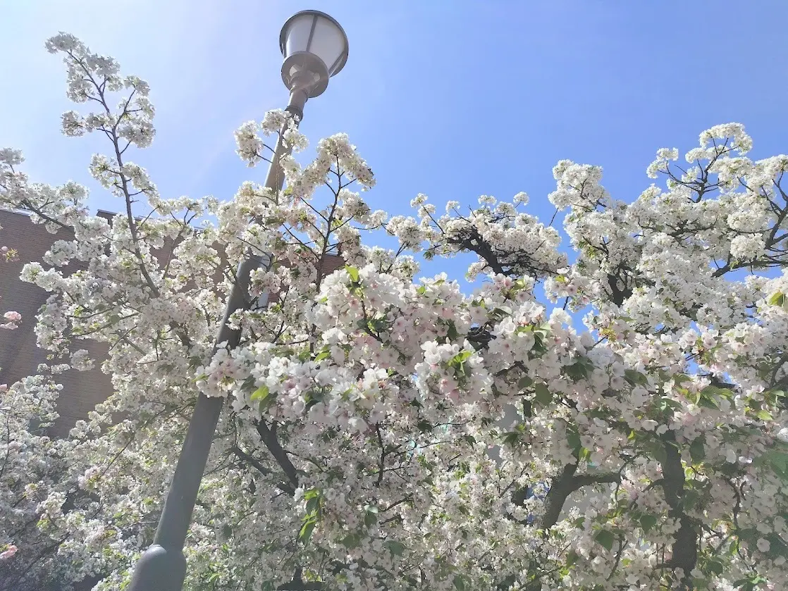 大阪造幣局　桜の通り抜け