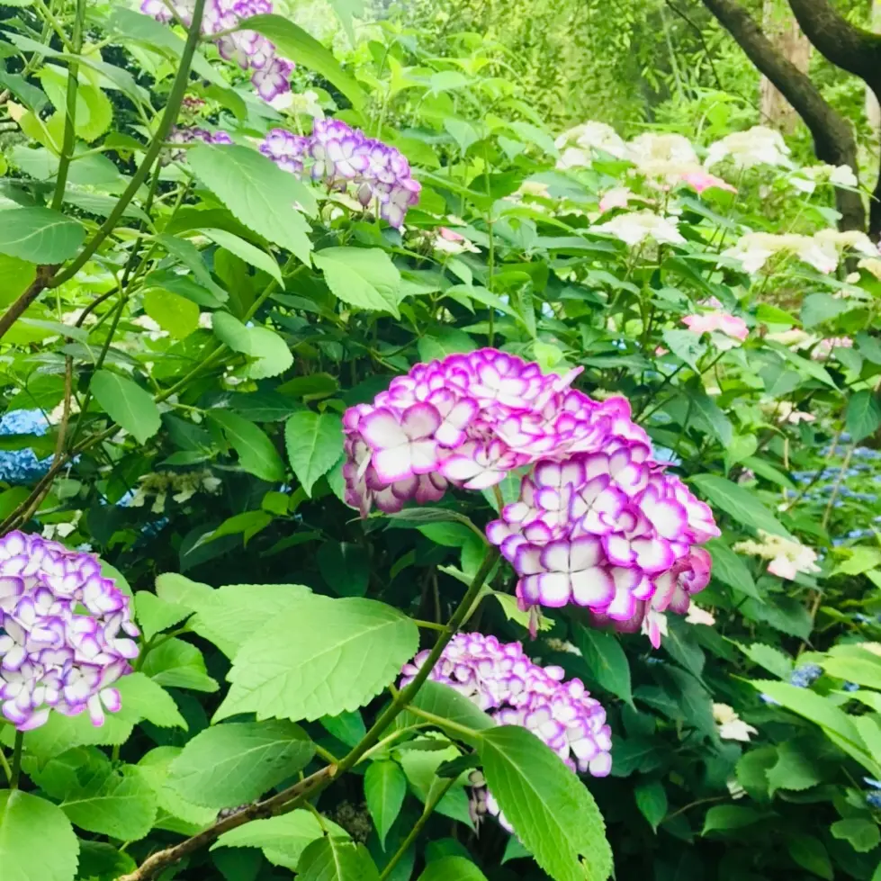 見頃を迎えた紫陽花を求めて鎌倉の2大名所の画像_3