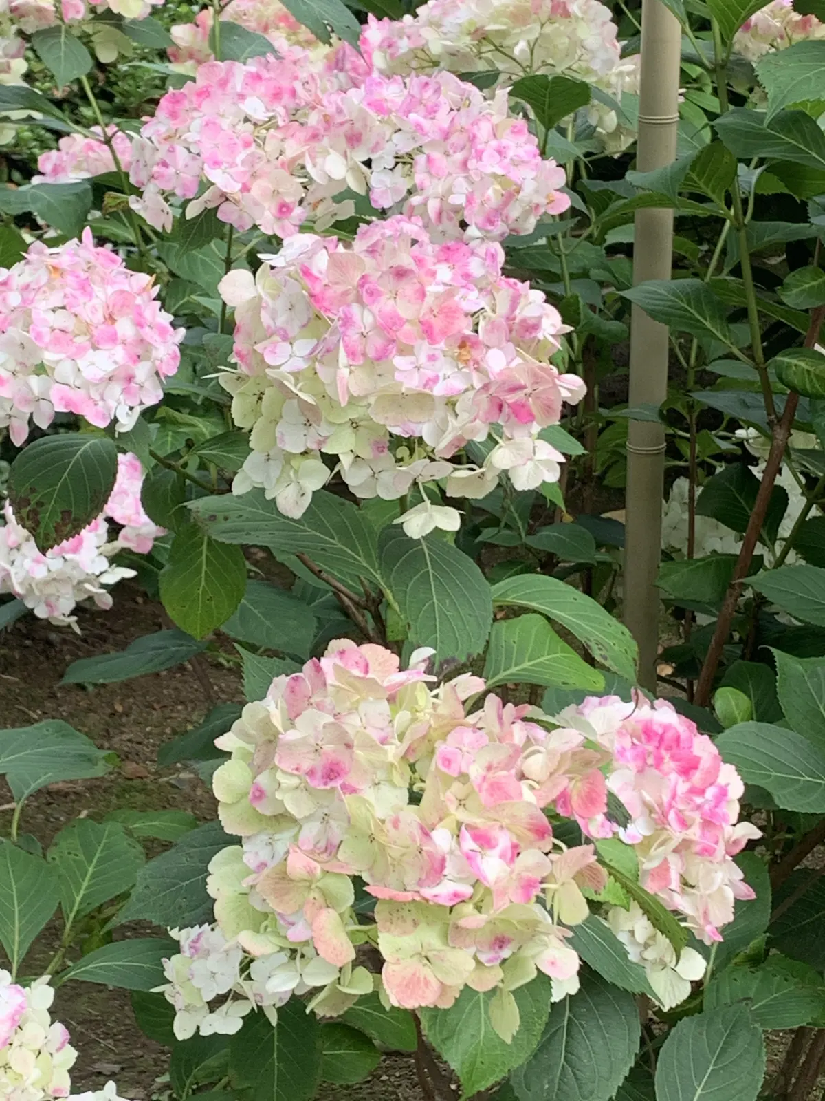建長寺の紫陽花