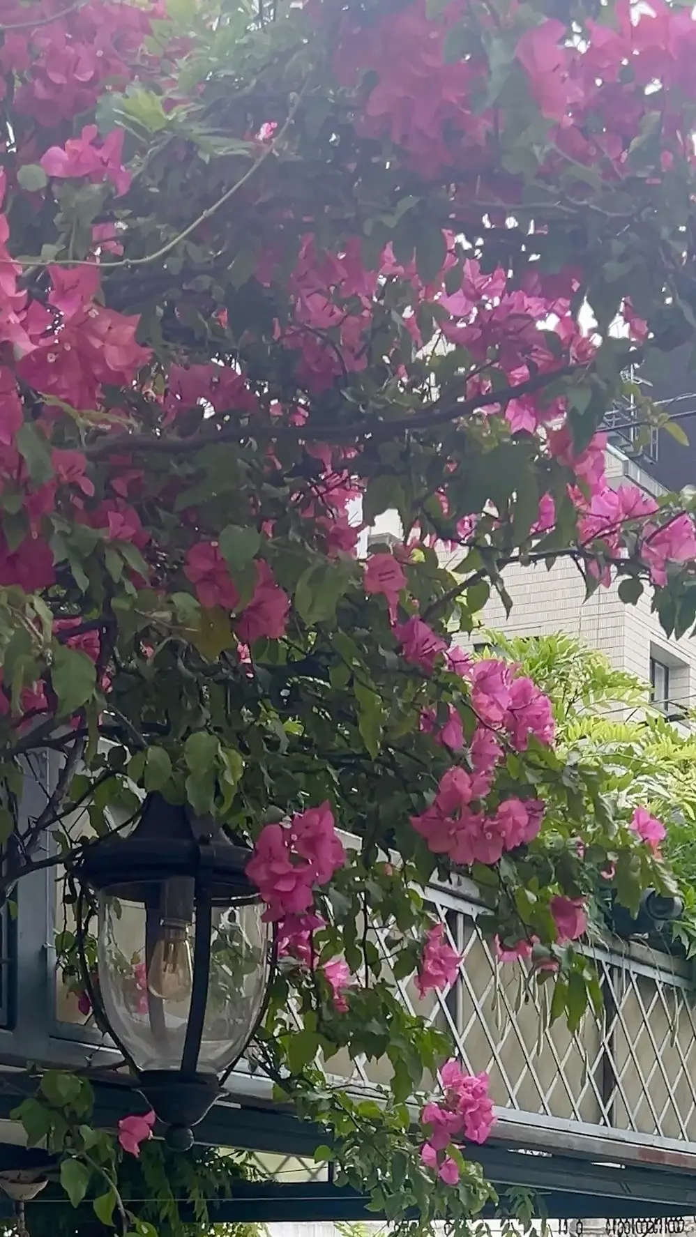 初夏コーデ☆パステルライムのワンピースでの画像_4