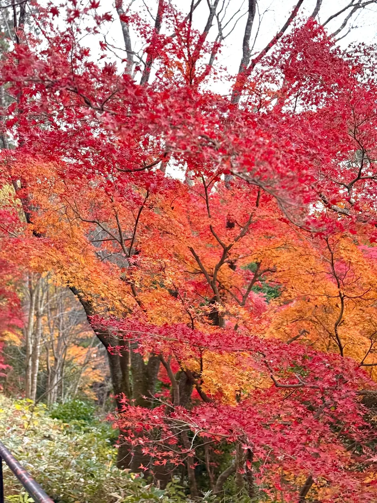 【大人の京都】寺院仏閣とお気に入りの秋のの画像_10