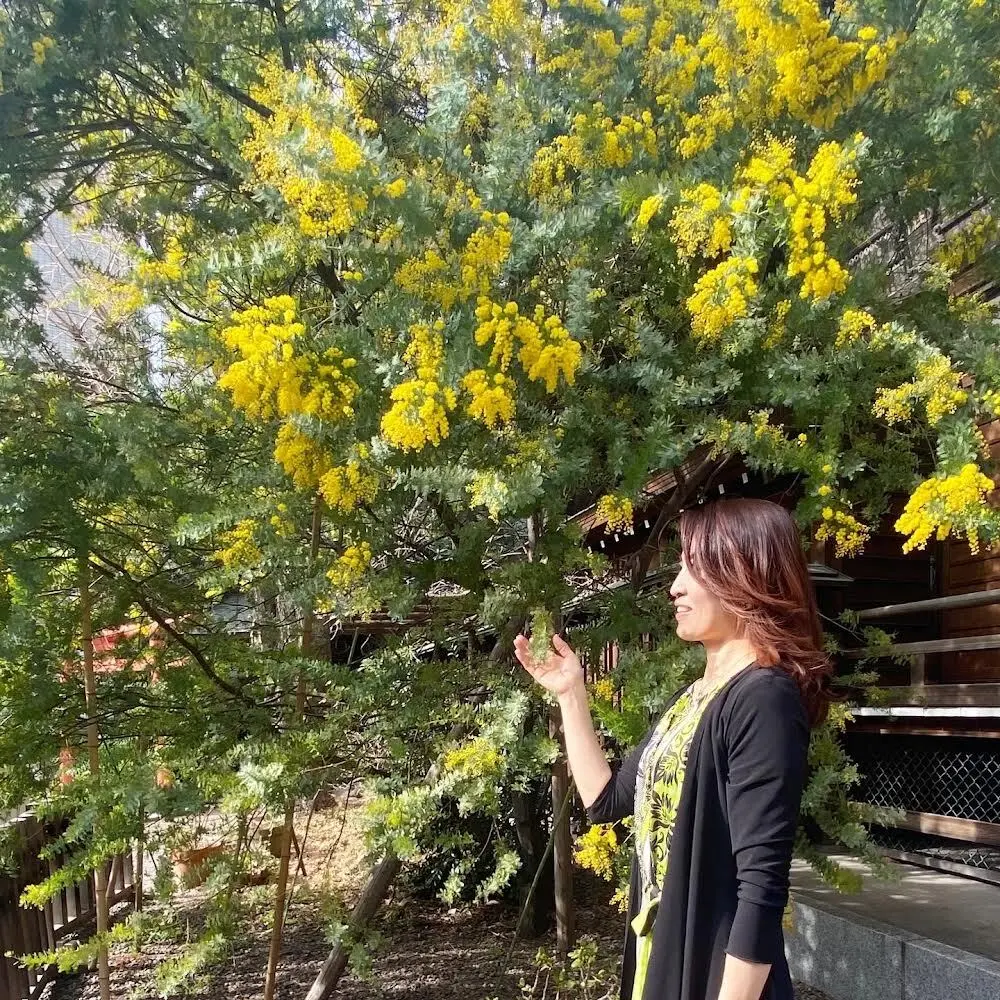 ミモザが美しい蔵前神社への画像_1