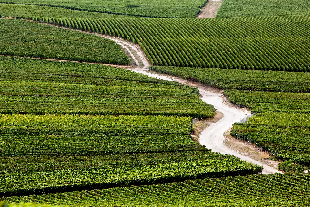 今、知っておきたいシャンパーニュは “老の画像_3