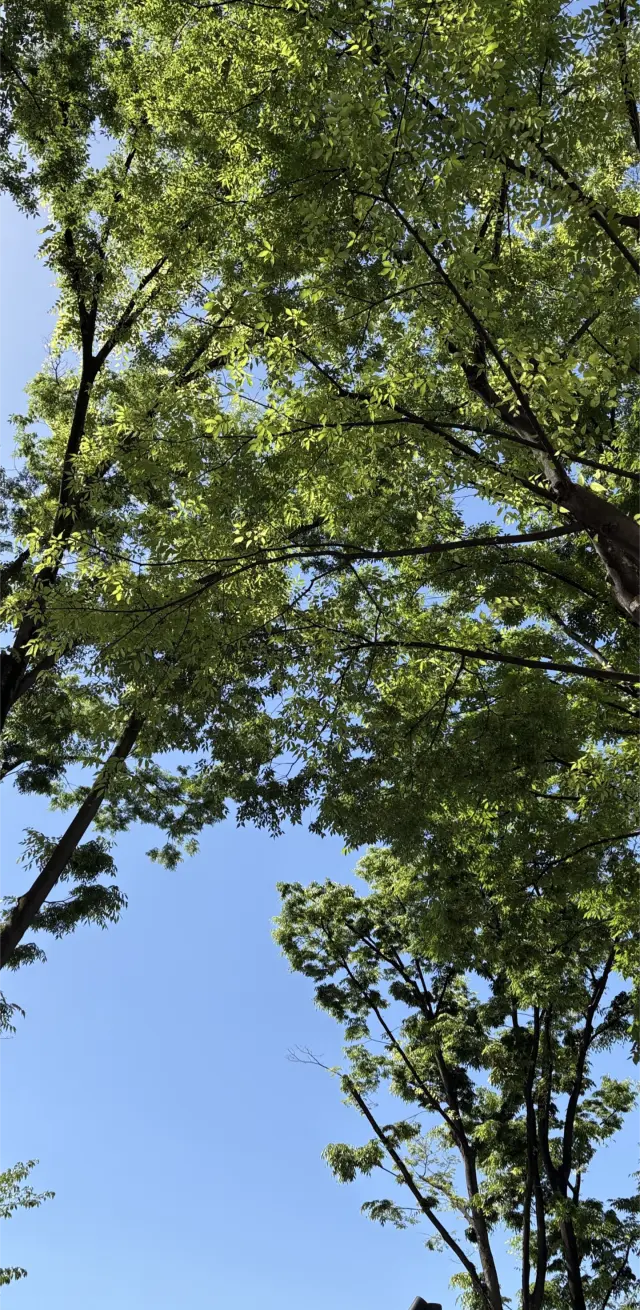 50代初夏のGUTシャツ着回しコーデの画像_1