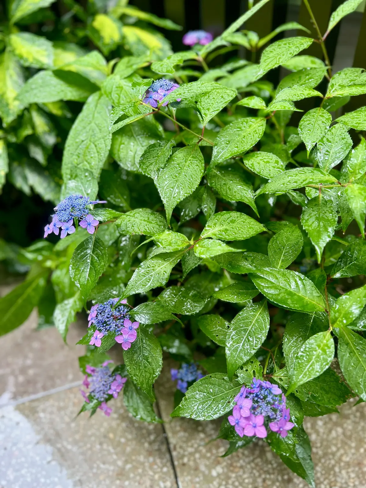 紫陽花の生菓子@トラヤトウキョウの画像_1