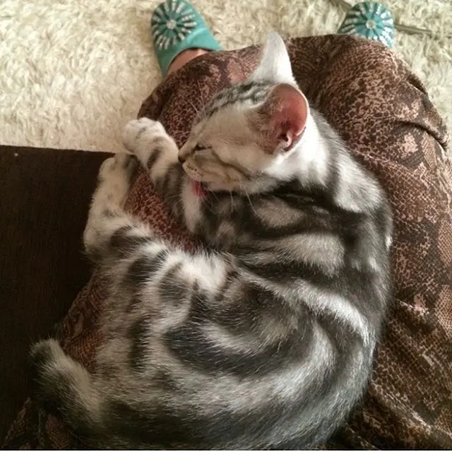 生後3ヶ月頃。ベビーアランはママの膝の上の画像_2