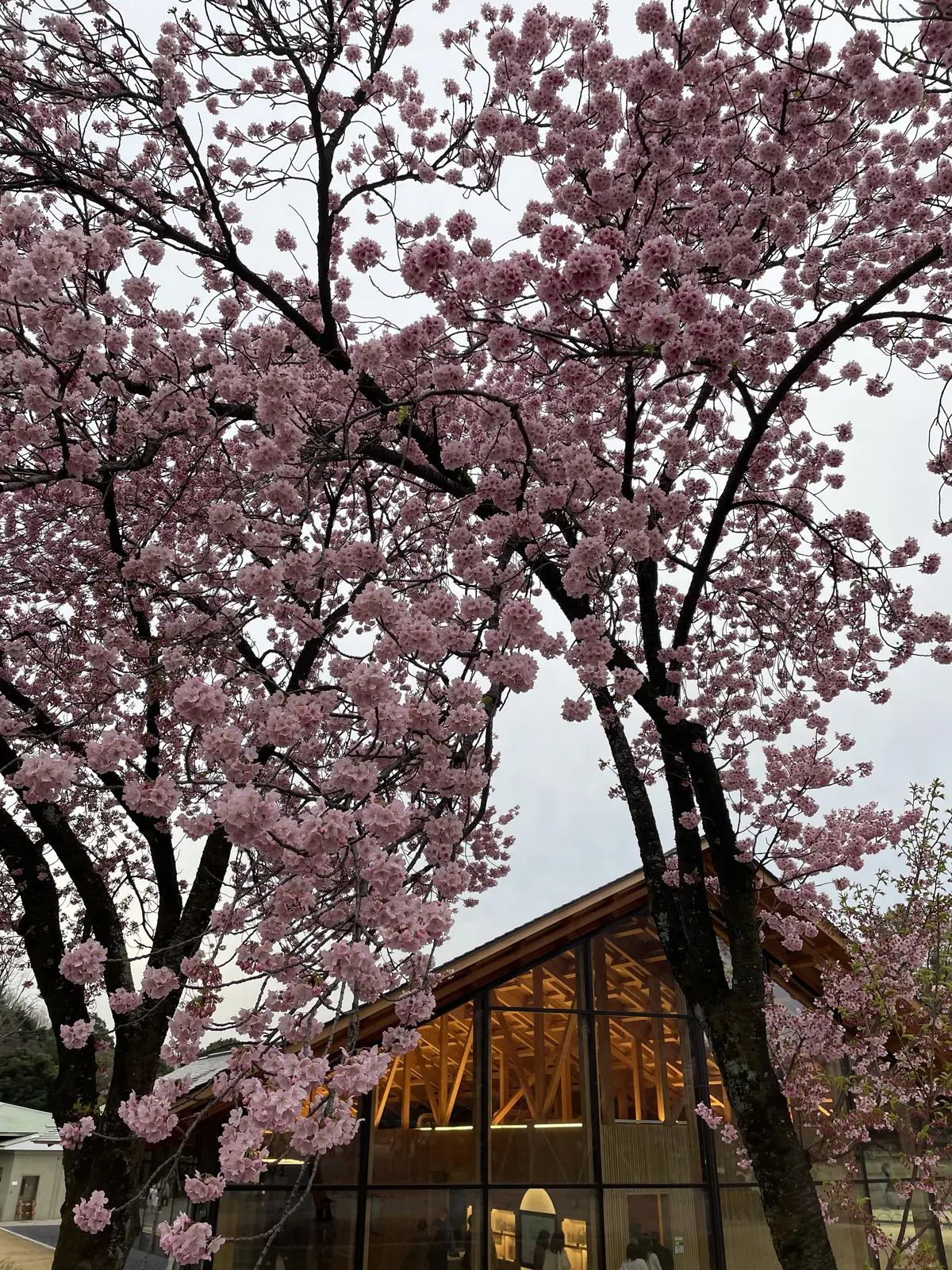 新宿御苑で花見