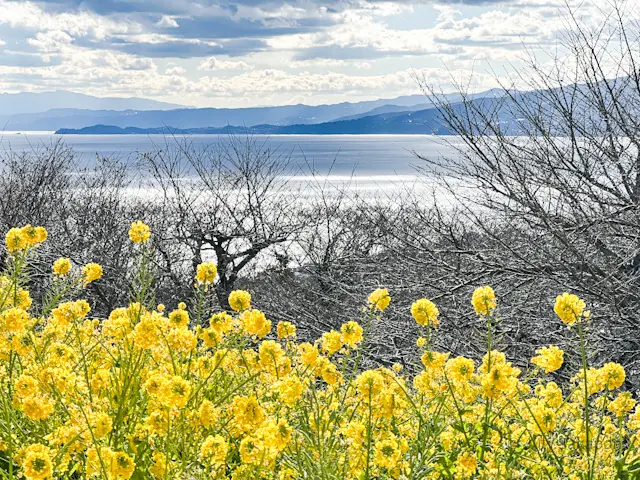 【さかぽんの冒険】菜の花を目指して☆@吾の画像_1