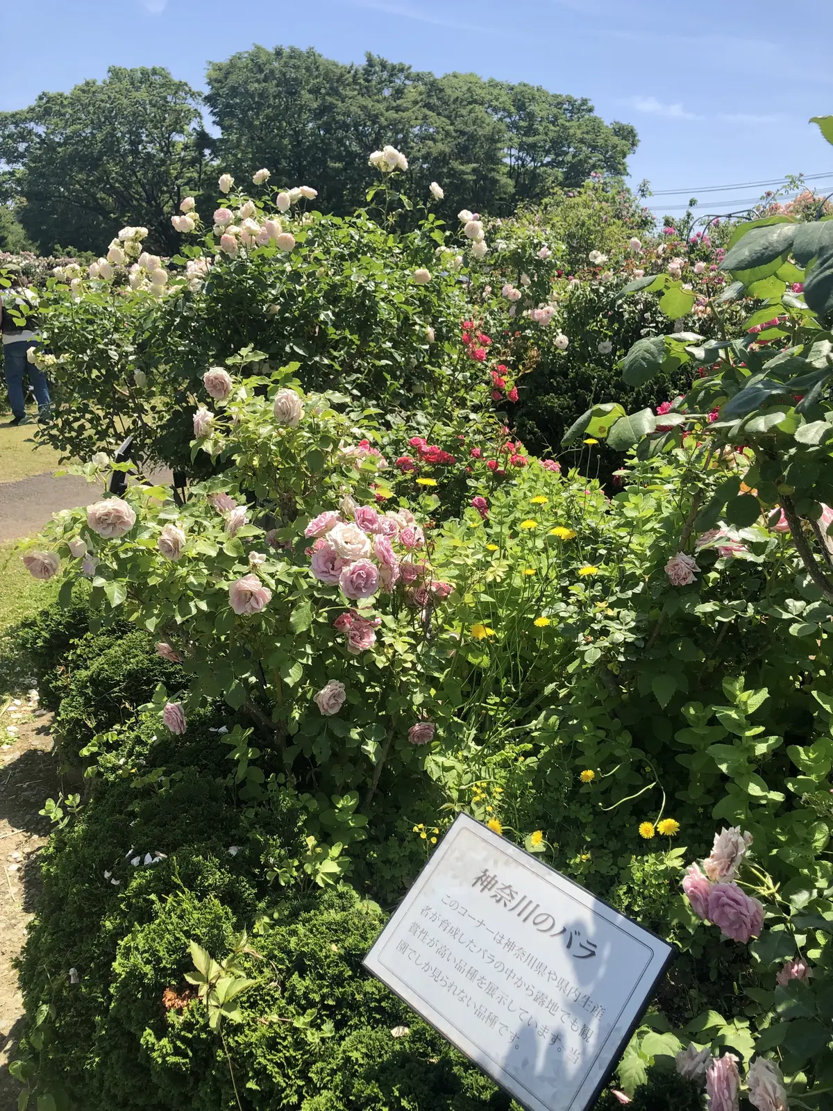 鎌倉の麗しきバラの画像_9