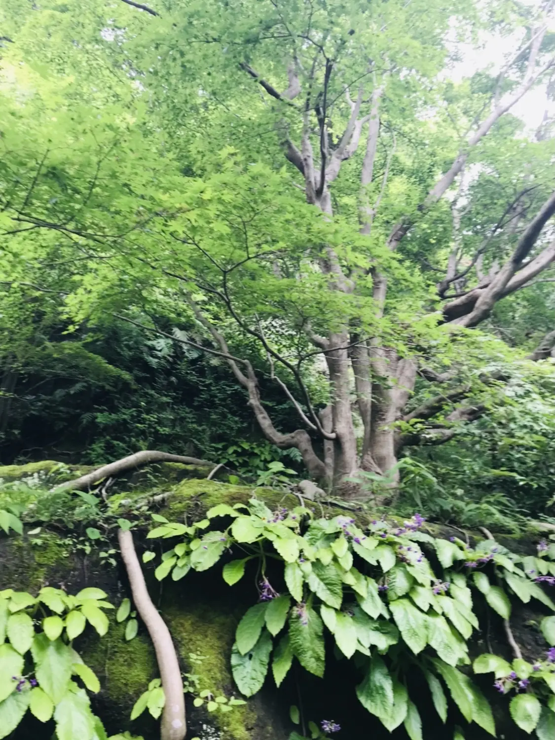 岩の上　モミジの木 