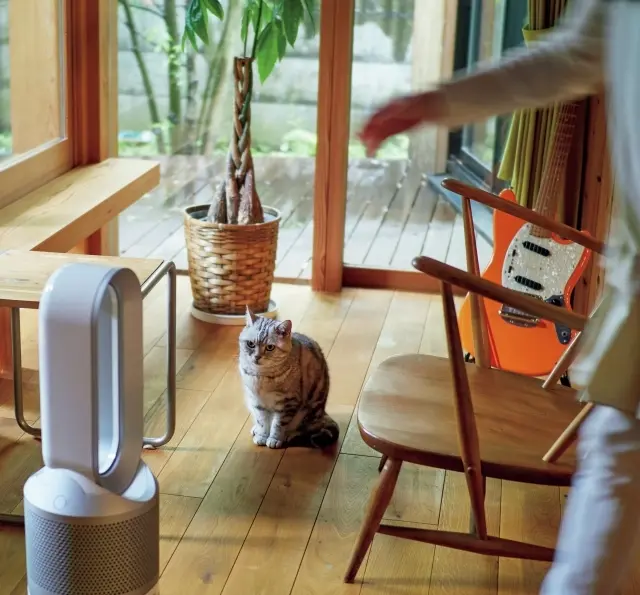 トト アメリカン・ ショートヘア 11歳