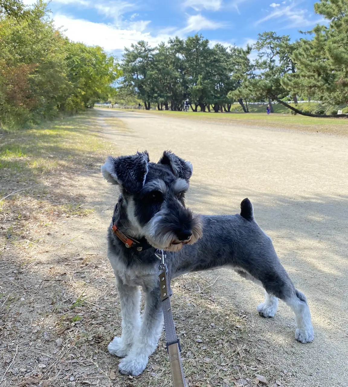 フラン10ヶ月になりました！朝日を浴びなの画像_2