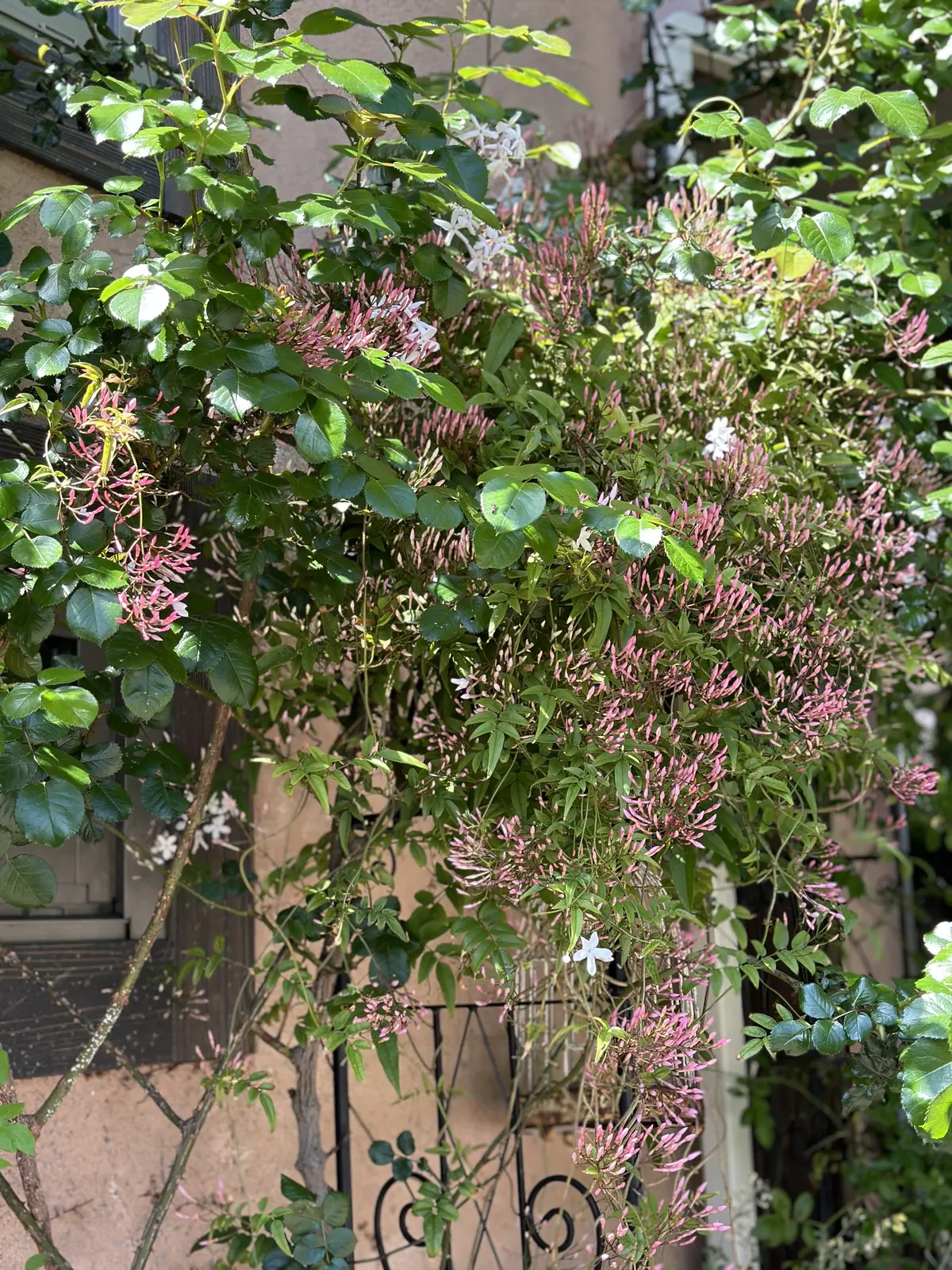 春から初夏へ・・・の画像_1