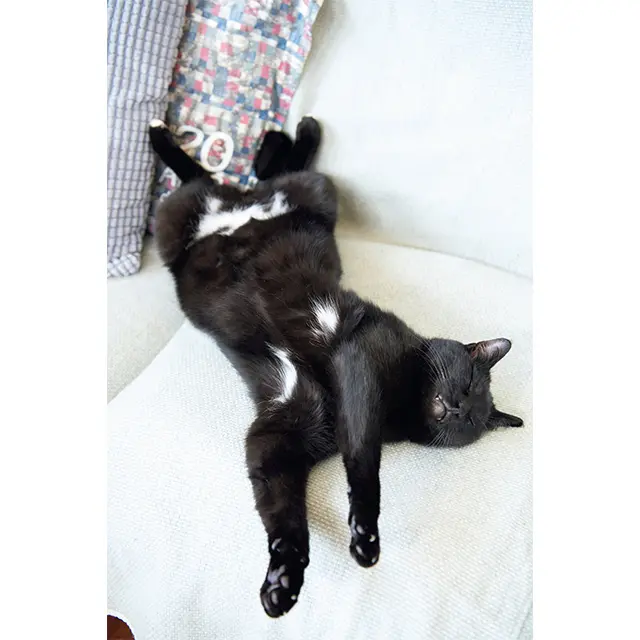 「オ ールブラックと思いきや、お なかと後ろ足の先に少し白い 部分があるところもチャーム ポイント」と山下さん