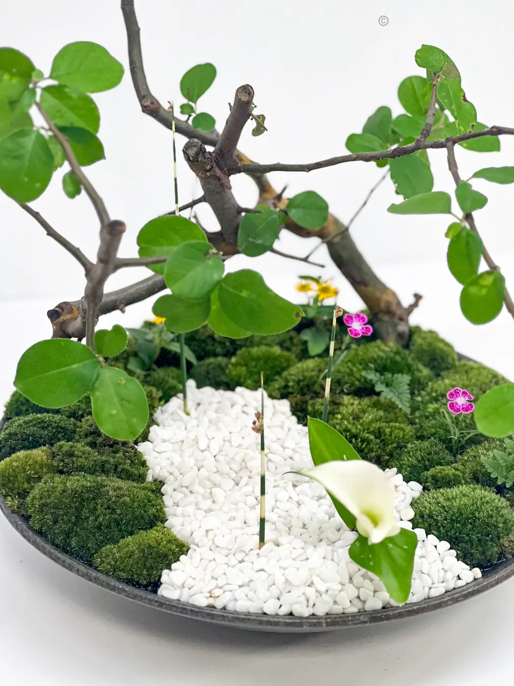 【日本橋三越】池坊 いけばな展にての画像_1