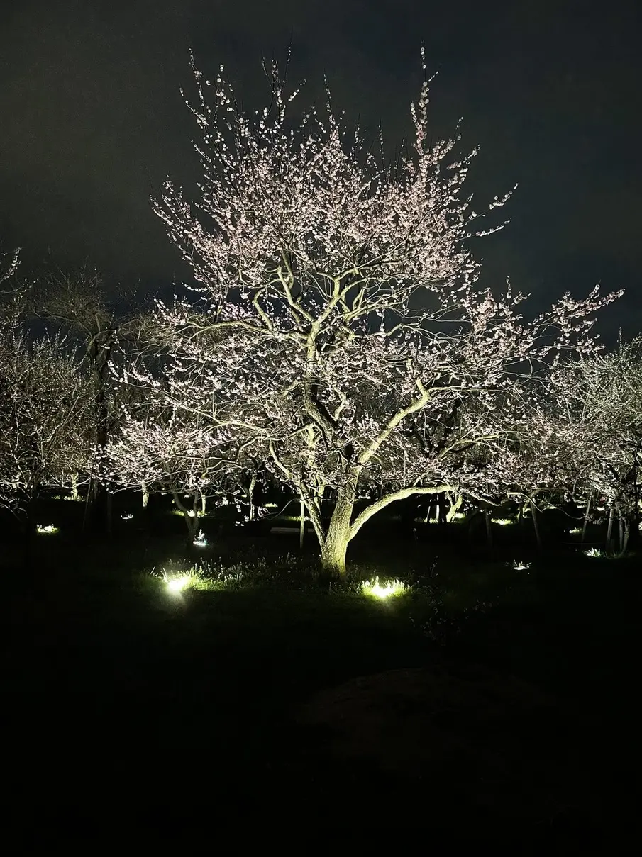 開放感いっぱいの自然空間でデジタルアートの画像_5