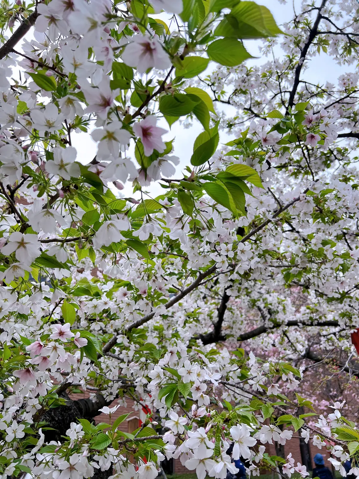 大阪ミニ旅・桜・アフタヌーンティー・ブッの画像_9