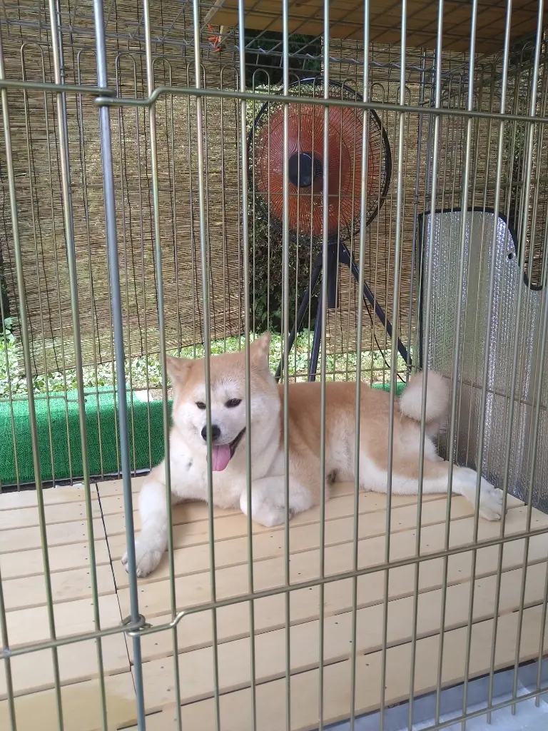 秋田犬の真美ちゃん