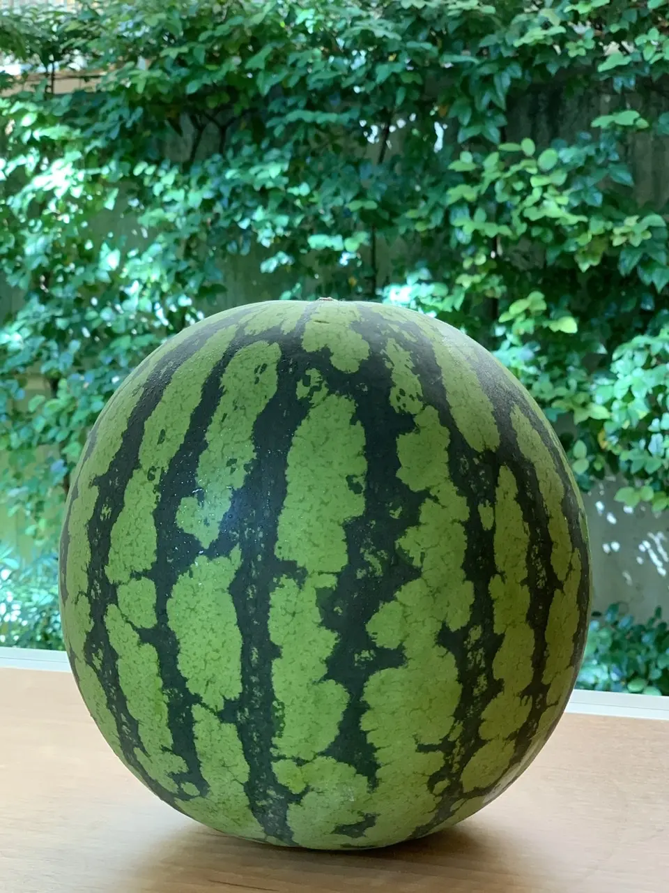 いただきものの立派な西瓜
