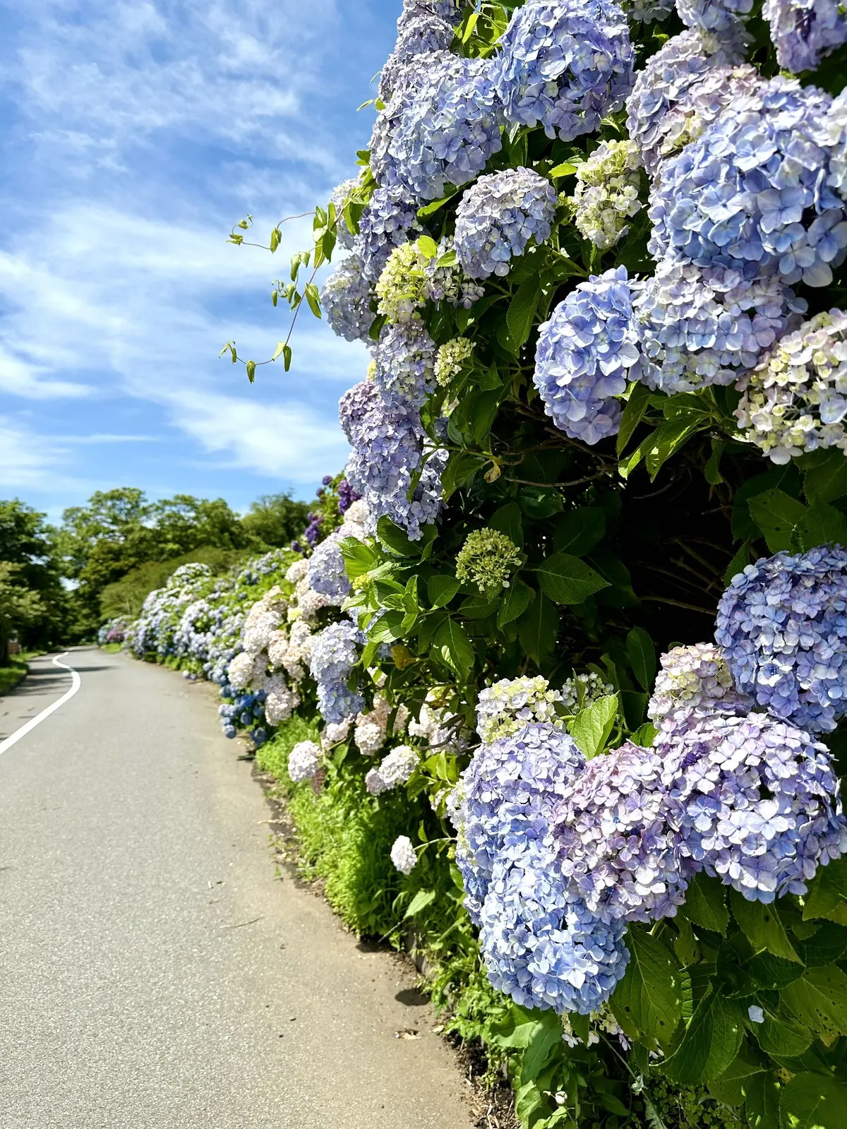 GUデニムで初夏の景色を楽しむお散歩へ♪の画像_14