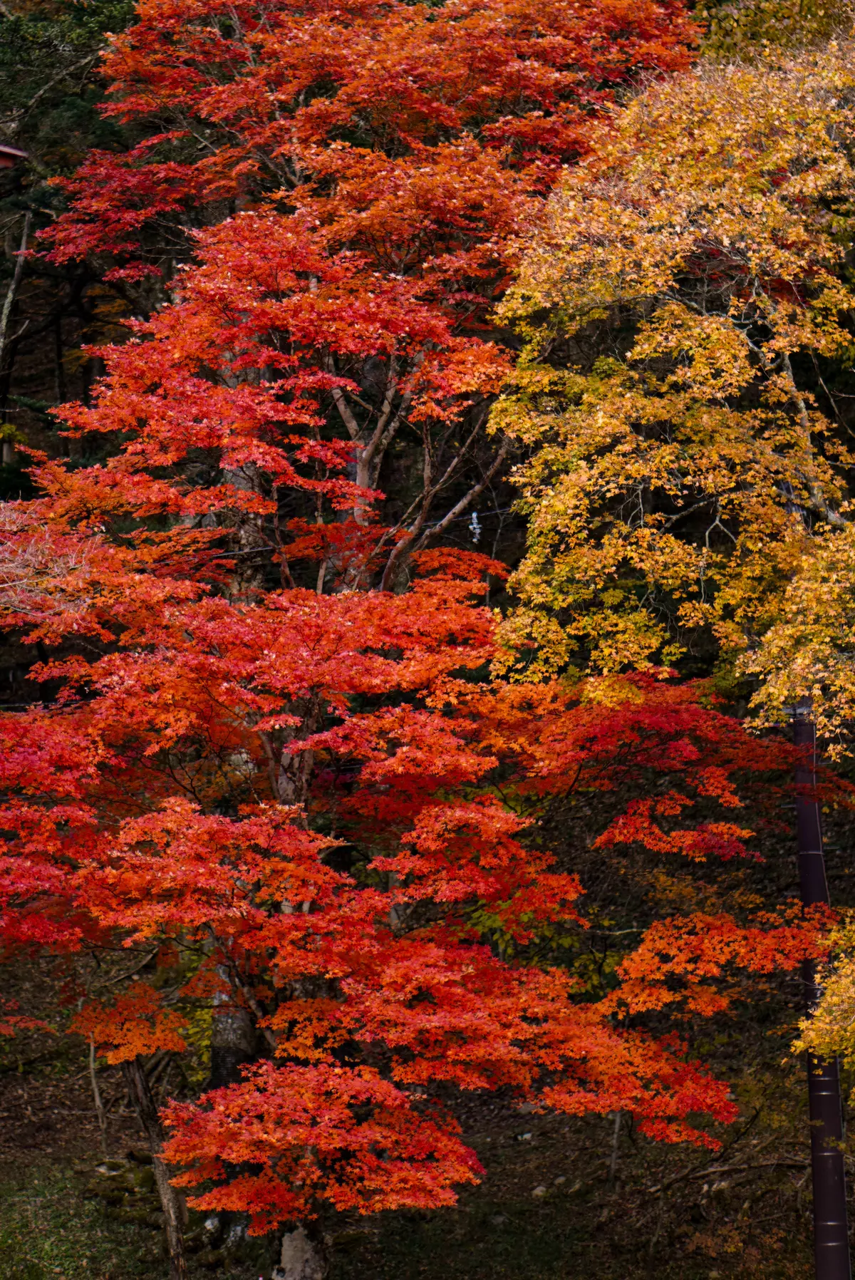 話題の「スペーシアX」に乗って紅葉狩り　の画像_5