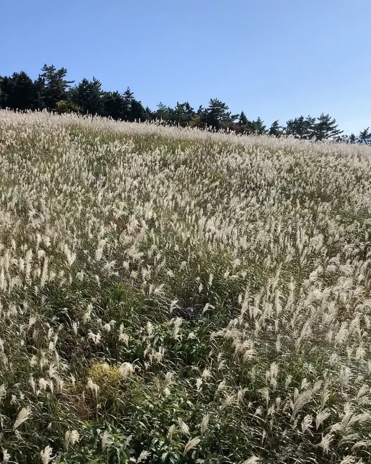 秋の行楽　大山ハイキングへの画像_5